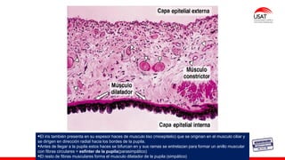 M. Tesen
▪El iris también presenta en su espesor haces de musculo liso (mioepitelio) que se originan en el musculo ciliar y
se dirigen en dirección radial hacia los bordes de la pupila.
▪Antes de llegar a la pupila estos haces se bifurcan en y sus ramas se entrelazan para formar un anillo muscular
con fibras circulares = esfínter de la pupila(parasimpático)
▪El resto de fibras musculares forma el musculo dilatador de la pupila (simpático)
 