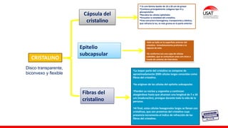 M. Tesen
CRISTALINO
Cápsula del
cristalino
Epitelio
subcapsular
Fibras del
cristalino
▪ Es una lámina basilar de 10 a 20 um de grosor
▪Contiene principalmente colágena tipo IV y
glucoproteína
▪Recubre las células epiteliales
▪Envuelve la totalidad del cristalino.
▪Esta estructura homogénea, transparente y elástica,
que refracta la luz, es más gruesa en la parte anterior.
•Sólo se halla en la superficie anterior del
cristalino inmediatamente profundo a la
cápsula de este.
•Se conforma con una capa de células
cuboides, que se comunican unas con otras a
través de uniones de intersticio.
•La mayor parte del cristalino se compone de
aproximadamente 2000 células largas conocidas como
fibras del cristalino.
•Se originan de las células del epitelio subcapsular.
•Pierden su núcleo y organelos y continúan
alargándose hasta que alcanzan una longitud de 7 a 10
um (maduración), prosigue durante toda la vida de la
persona.
•Al final, estas células hexagonales largas se llenan con
cristalinas, que son proteínas del cristalino cuya
presencia incrementa el índice de refracción de las
fibras del cristalino.
Disco transparente,
biconvexo y flexible
 