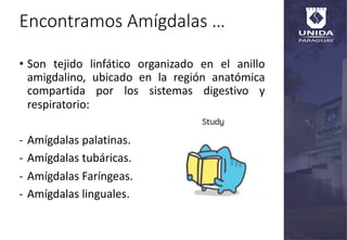 Encontramos Amígdalas …
• Son tejido linfático organizado en el anillo
amigdalino, ubicado en la región anatómica
comparti...