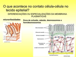 O que acontece no contato célula-célula no tecido epitelial?  DIFERENCIAÇÕES OU ESPECIALIZAÇÕES DA MEMBRANA PLASMÁTICAS microvilosidades Zona de oclusão, adesão, desmossomos e hemidesmossomos 