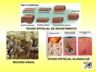 TECIDO EPITELIAL DE REVESTIMENTO TECIDO EPITELIAL GLANDULAR MUCOSA NASAL 
