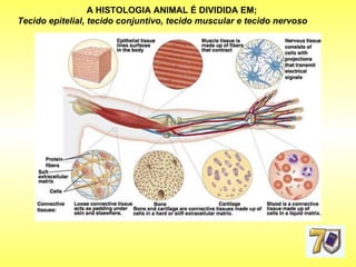 A HISTOLOGIA ANIMAL É DIVIDIDA EM; Tecido epitelial, tecido conjuntivo, tecido muscular e tecido nervoso 