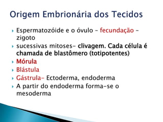    Espermatozóide e o óvulo – fecundação –
    zigoto
   sucessivas mitoses- clivagem. Cada célula é
    chamada de blastômero (totipotentes)
   Mórula
   Blástula
   Gástrula- Ectoderma, endoderma
   A partir do endoderma forma-se o
    mesoderma
 