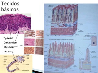 Epitelial
Conjuntivo
Muscular
nervoso
 