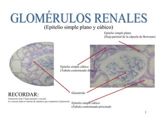 GLOMÉRULOS RENALES (Epitelio simple plano y cúbico) Glomérulo Epitelio simple cúbico (Tubulo contorneado distal) Epitelio simple plano (Hoja parietal de la cápsula de Bowman) Epitelio simple cúbico (Tubulo contorneado proximal) RECORDAR: Glomerulo tiene 2 hojas parietal y visceral La visceral rodea el manojo de capilares que componen el glomerulo 