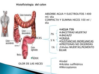 Histofisiologia del colon
ABSORBE AGUA Y ELECTROLITOS 1400
ml/ día
COMPACTA Y ELIMINA HECES 100 ml /
día
HECES
AGUA 75%
BACETRIAS MUERTAS
BAGAZO
GRASA
SUSTANCIAS INORGáNICAS
PROTEíNAS NO DIGERIDAS
,Células MUERTAS,PIGMENTO
BILIAR
OLOR DE LAS HECES
Indol
Ácidos sulfhídrico
Mercaptanos
7%
5 %
1%
 