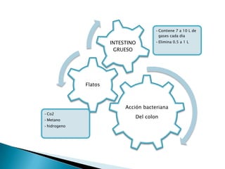 Acción bacteriana
Del colon
•Contiene 7 a 10 L de
gases cada dia
•Elimina 0.5 a 1 L
Flatos
INTESTINO
GRUESO
•Co2
•Metano
•hidrogeno
 