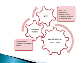 COLON SECRETA
moco y HCO3
•Actúa como
amortiguador
•Productos ácidos
metabólicos bacteriano
dentro de las heces
Protege la
mucosa
HCO3
•Compacta heces
•Adherencia de desechos
sólidos
 