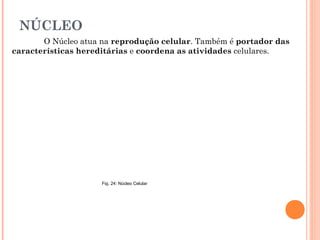 NÚCLEO
       O Núcleo atua na reprodução celular. Também é portador das
características hereditárias e coordena as atividades celulares.




                     Fig. 24: Núcleo Celular
 