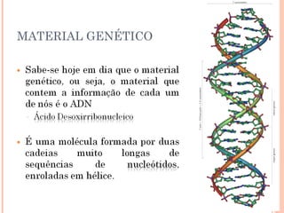 31
     MATERIAL GENÉTICO
 