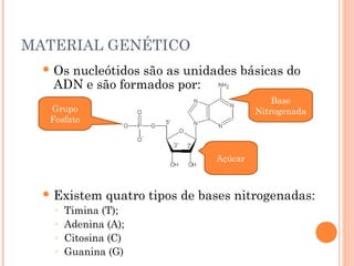 33
     MATERIAL GENÉTICO
        Os
          nucleótidos são as unidades básicas do
        ADN e são formados por:
                                                  Base
        Grupo                                 Nitrogenada
        Fosfato



                                     Açúcar



        Existem   quatro tipos de bases nitrogenadas:
         ◦ Timina (T);
         ◦ Adenina (A);
         ◦ Citosina (C)
         ◦ Guanina (G)
 