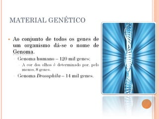 37
     MATERIAL GENÉTICO
 
