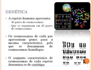 40
     GENÉTICA
 