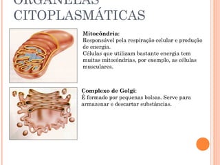 ORGANELAS
CITOPLASMÁTICAS
       Mitocôndria:
       Responsável pela respiração celular e produção
       de energia.
       Células que utilizam bastante energia tem
       muitas mitocôndrias, por exemplo, as células
       musculares.



       Complexo de Golgi:
       É formado por pequenas bolsas. Serve para
       armazenar e descartar substâncias.
 