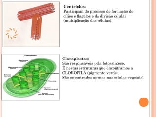 Centríolos:
Participam do processo de formação de
cílios e flagelos e da divisão celular
(multiplicação das células).




Cloroplastos:
São responsáveis pela fotossíntese.
É nestas estruturas que encontramos a
CLOROFILA (pigmento verde).
São encontrados apenas nas células vegetais!
 