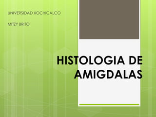 UNIVERSIDAD XOCHICALCO
MITZY BRITO

HISTOLOGIA DE
AMIGDALAS

 