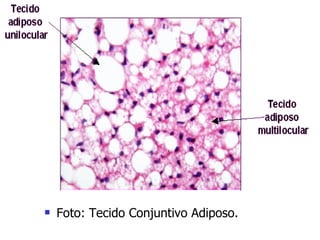 Foto: Tecido Conjuntivo Adiposo. 