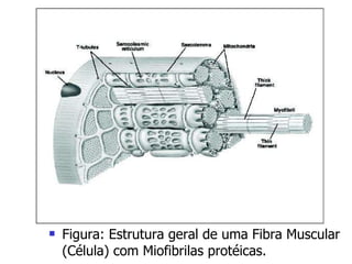 Figura: Estrutura geral de uma Fibra Muscular (Célula) com Miofibrilas protéicas. 