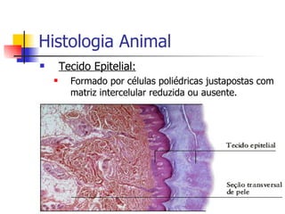 Histologia Animal Tecido Epitelial: Formado por células poliédricas justapostas com matriz intercelular reduzida ou ausente. 