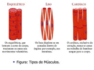 Figura: Tipos de Músculos. 