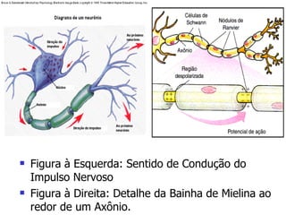 Figura à Esquerda: Sentido de Condução do Impulso Nervoso Figura à Direita: Detalhe da Bainha de Mielina ao redor de um Axônio. 
