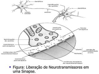 Figura: Liberação de Neurotransmissores em uma Sinapse. 