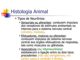 Histologia Animal Tipos de Neurônios: Sensoriais ou aferentes : conduzem impulsos dos receptores de estímulos ambientais ou internos para o sistema nervoso central  (cérebro, medula) . Efetuadores, motores ou eferentes : conduzem impulsos do sistema nervoso central aos órgãos efetuadores de respostas, tais como músculos ou glândulas. Associativos   (ou interneurônios) : estabelecem a ligação entre os dois tipos precedentes  (não são obrigatórios; em certos casos a conexão é direta) . 