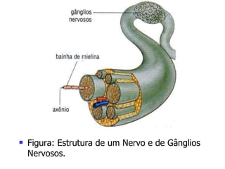 Figura: Estrutura de um Nervo e de Gânglios Nervosos. 
