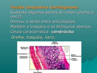 Tecido Conjuntivo Cartilaginoso : Sustenta algumas partes do corpo (orelha e nariz).  Diminui o atrito entre articulações.  Mantém a traquéia e os brônquios abertos.  Célula característica:  condrócito . Orelha, traquéia, nariz, 