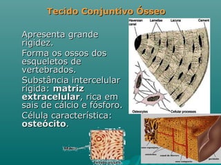 Apresenta grande rigidez.  Forma os ossos dos esqueletos de vertebrados.  Substância intercelular rígida:  matriz extracelular , rica em  sais de cálcio e fósforo. Célula característica:  osteócito . Tecido Conjuntivo Ósseo 