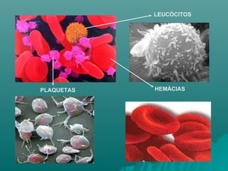 LEUCÓCITOS PLAQUETAS HEMÁCIAS 
