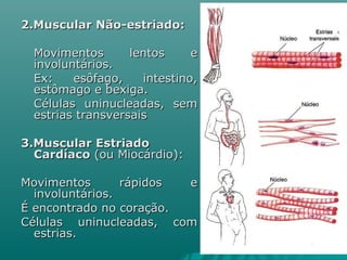 2.Muscular Não-estriado:  Movimentos lentos e involuntários.  Ex: esôfago, intestino, estômago e bexiga.  Células uninucleadas, sem estrias transversais 3.Muscular Estriado Cardíaco  (ou Miocárdio):  Movimentos rápidos e involuntários.  É encontrado no coração. Células uninucleadas, com estrias. 