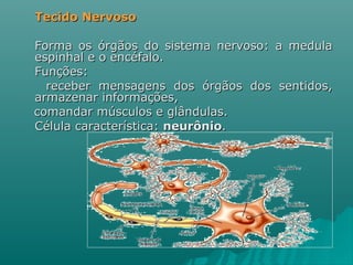 Tecido Nervoso Forma os órgãos do sistema nervoso: a medula espinhal e o encéfalo.  Funções: receber mensagens dos órgãos dos sentidos, armazenar informações,  comandar músculos e glândulas. Célula característica:  neurônio . 