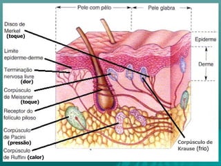 (dor) (toque) (toque) (pressão) (calor) Corpúsculo de Krause   (frio) 
