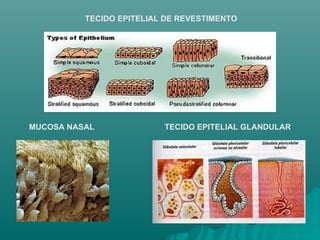 MUCOSA NASAL TECIDO EPITELIAL DE REVESTIMENTO TECIDO EPITELIAL GLANDULAR 