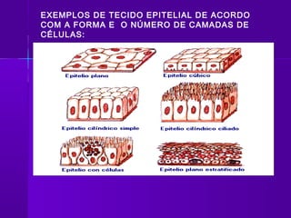 EXEMPLOS DE TECIDO EPITELIAL DE ACORDO
COM A FORMA E O NÚMERO DE CAMADAS DE
CÉLULAS:
 