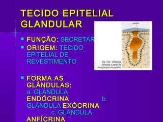 TECIDO EPITELIAL
GLANDULAR
   FUNÇÃO: SECRETAR
   ORIGEM: TECIDO
    EPITELIAL DE
    REVESTIMENTO

   FORMA AS
    GLÂNDULAS:
    a. GLÂNDULA
    ENDÓCRINA          b.
    GLÂNDULA EXÓCRINA
           c. GLÂNDULA
    ANFÍCRINA
 