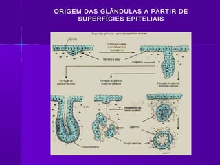 ORIGEM DAS GLÂNDULAS A PARTIR DE
     SUPERFÍCIES EPITELIAIS
 