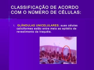 CLASSIFICAÇÃO DE ACORDO
COM O NÚMERO DE CÉLULAS:


1. GLÂNDULAS UNICELULARES: suas células
  caliciformes estão entre meio ao epitélio de
  revestimento da traquéia.
 