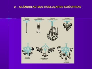 2 – GLÂNDULAS MULTICELULARES EXÓCRINAS
 