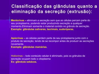 Classificação das glândulas quanto a
eliminação da secreção (extrusão):
Merócrinas – eliminam a secreção sem que as células percam parte do
seu protoplasma, podendo estar produzindo secreção a qualquer
momento.Eliminam somente o material contido no grânulo de secreção.
Exemplo: glândulas salivares, lacrimais, sudoríparas.


Apócrinas – as células perdem parte de seu protoplasma junto com o
produto de secreção, tendo de se recompor antes de produzir as secreções
novamente.
Exemplo: glândulas mamárias.


Holócrinas – todo conteúdo celular é eliminado, pois os grânulos de
secreção ocupam todo o citoplasma
Ex: glândula sebácea.
 