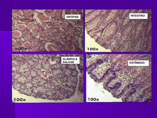 HIPÓFISE   INTESTINO




GLÂNDULA
SALIVAR      ESTÔMAGO
 