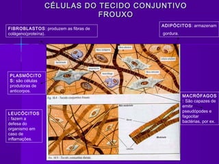 CÉLULAS DO TECIDO CONJUNTIVO
                            FROUXO
                                        ADIPÓCITOS: armazenam
FIBROBLASTOS: produzem as fibras de
colágeno(proteína).                     gordura.




PLASMÓCITO
S: são células
produtoras de
anticorpos.
                                                   MACRÓFAGOS
                                                   : São capazes de
                                                   emitir
                                                   pseudópodes e
LEUCÓCITOS
                                                   fagocitar
: fazem a
                                                   bactérias, por ex.
defesa do
organismo em
caso de
inflamações.
 