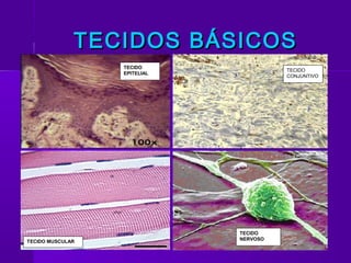 TECIDOS BÁSICOS
                  TECIDO
                                        TECIDO
                  EPITELIAL
                                        CONJUNTIVO




                              TECIDO
                              NERVOSO
TECIDO MUSCULAR
 