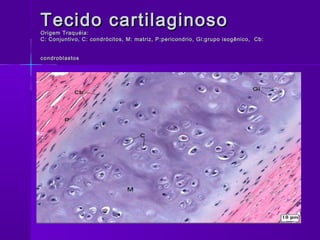 Tecido cartilaginoso
Origem Traquéia:
C: Conjuntivo, C: condrócitos, M: matriz, P:pericondrio, Gi:grupo isogênico, Cb:


condroblastos
 