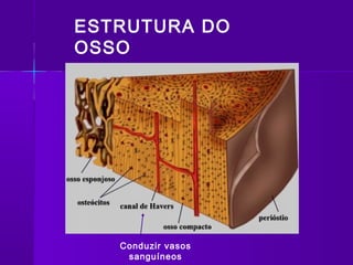 ESTRUTURA DO
OSSO




   Conduzir vasos
    sanguíneos
 