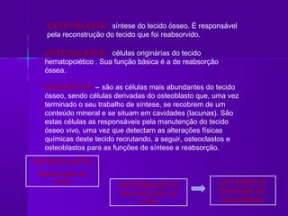 OSTEOBLASTO: síntese do tecido ósseo. É responsável
  pela reconstrução do tecido que foi reabsorvido.

  OSTEOCLASTO: células originárias do tecido
  hematopoiético . Sua função básica é a de reabsorção
  óssea.

  OSTEÓCITO – são as células mais abundantes do tecido
  ósseo, sendo células derivadas do osteoblasto que, uma vez
  terminado o seu trabalho de síntese, se recobrem de um
  conteúdo mineral e se situam em cavidades (lacunas). São
  estas células as responsáveis pela manutenção do tecido
  ósseo vivo, uma vez que detectam as alterações físicas
  químicas deste tecido recrutando, a seguir, osteoclastos e
  osteoblastos para as funções de síntese e reabsorção.
OSTEOCLASTO
Reabsorção do
    osso                                                 OSTEÓCITO
                        OSTEOBLASTO
                        Reconstrução do                  Derivada do
                             osso                        osteoblasto
 