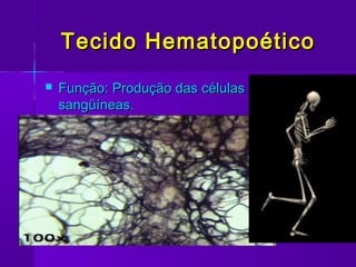 Tecido Hematopoético
   Função: Produção das células
    sangüíneas.
 