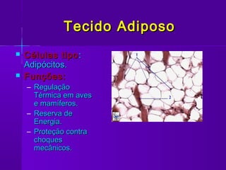 Tecido Adiposo
   Células tipo :
    Adipócitos.
   Funções:
    – Regulação
      Térmica em aves
      e mamíferos.
    – Reserva de
      Energia.
    – Proteção contra
      choques
      mecânicos.
 
