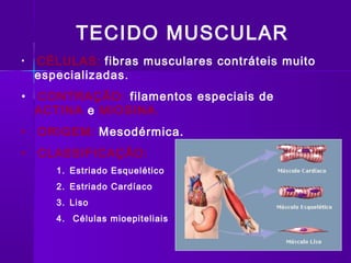 TECIDO MUSCULAR
•   CÉLULAS: fibras musculares contráteis muito
    especializadas.
•   CONTRAÇÃO: filamentos especiais de
    ACTINA e MIOSINA.
•   ORIGEM: Mesodérmica.
•   CLASSIFICAÇÃO:
       1. Estriado Esquelético
       2. Estriado Cardíaco
       3. Liso
       4. Células mioepiteliais
 